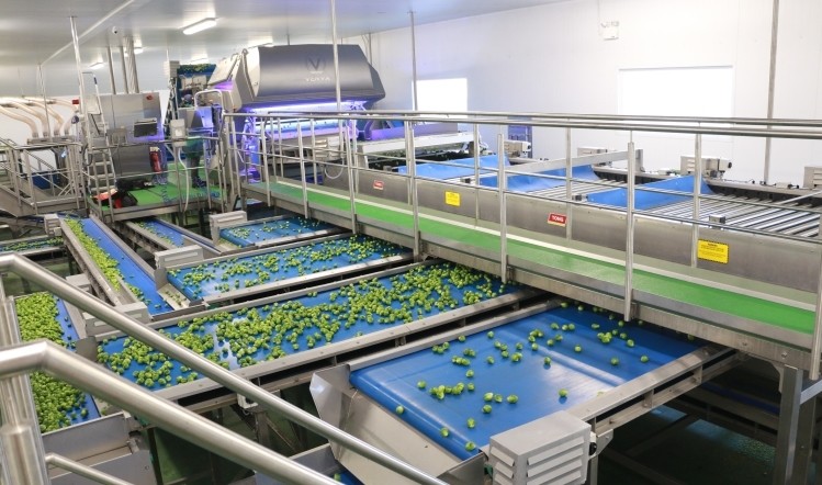 水果加工輸送帶實現了農產品的機械化